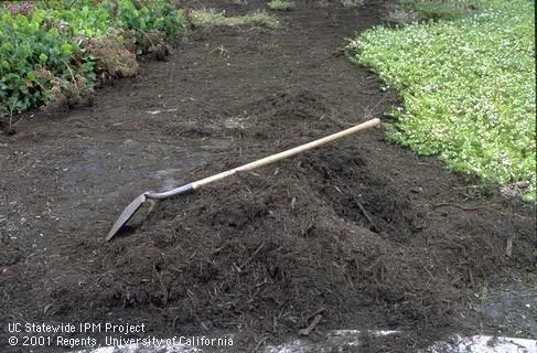 Dark, moist organic compost mulch in mound between ground cover beds in landscape. UC IPM Project