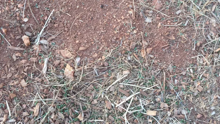 No till before beginning the process. Kevin Marini
