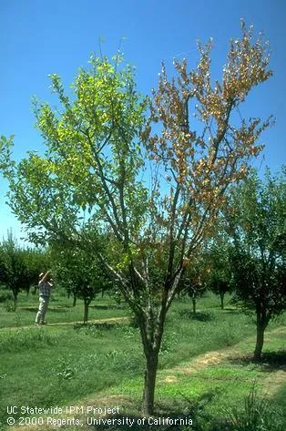 Tree damaged from bacterial canker with half of it green and thriving and half of it brown and dead