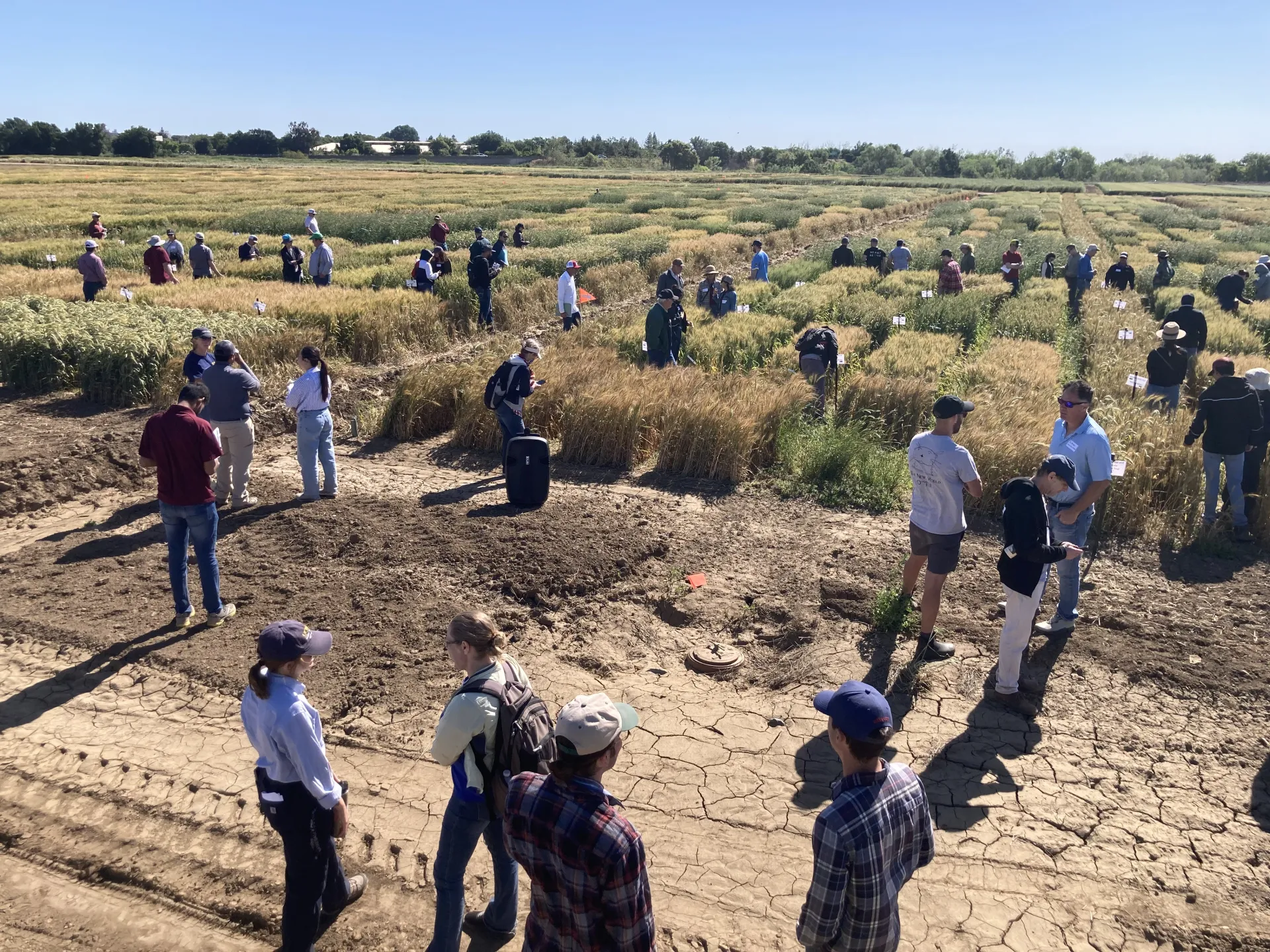 2024 UCD Small Grains Field Day