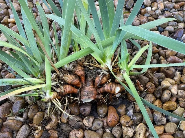 A tight cluster of iris plants with their bulbs connected