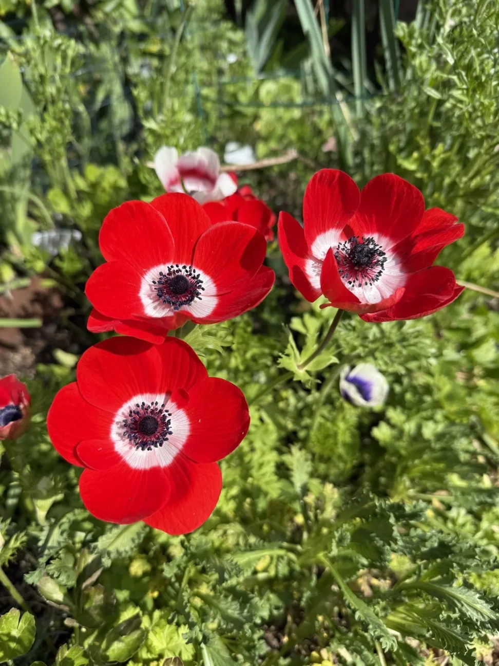 red anemones with dark eye