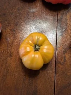 Uluru ochre tomato with a yellowish hue