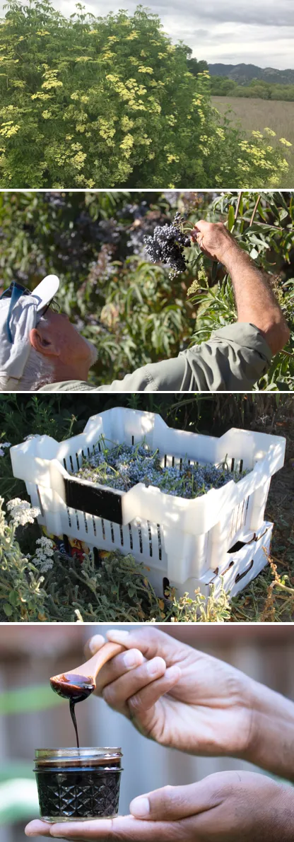 Four photos relating to elderberry production. From top: elderberry bush in bloom; man looking at elderberry cluster; two stacked crates wtih elderberry clusters; hand spooning elderberry syrup from jar.