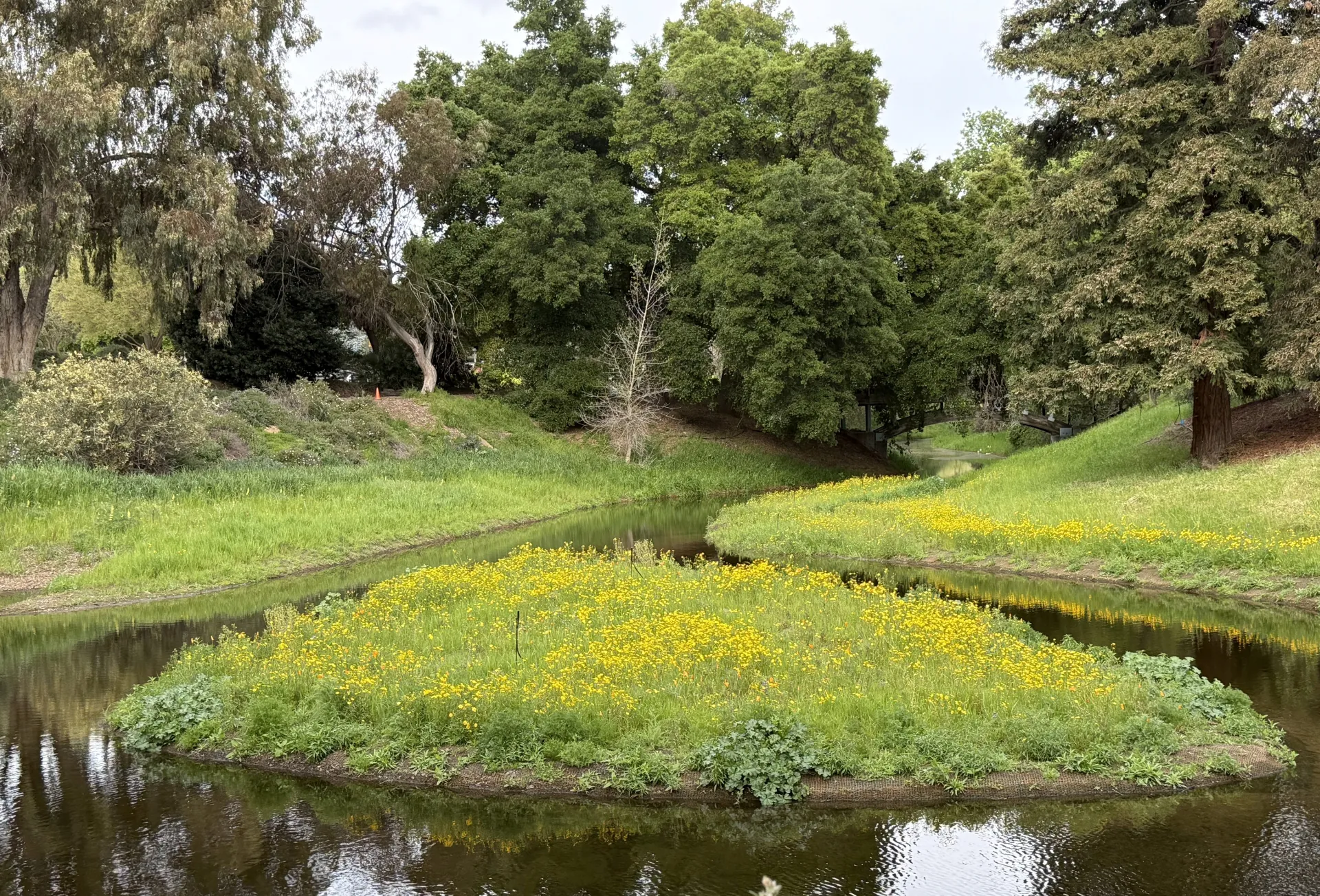 Photo of the elegant UCD Arboretum waterway.