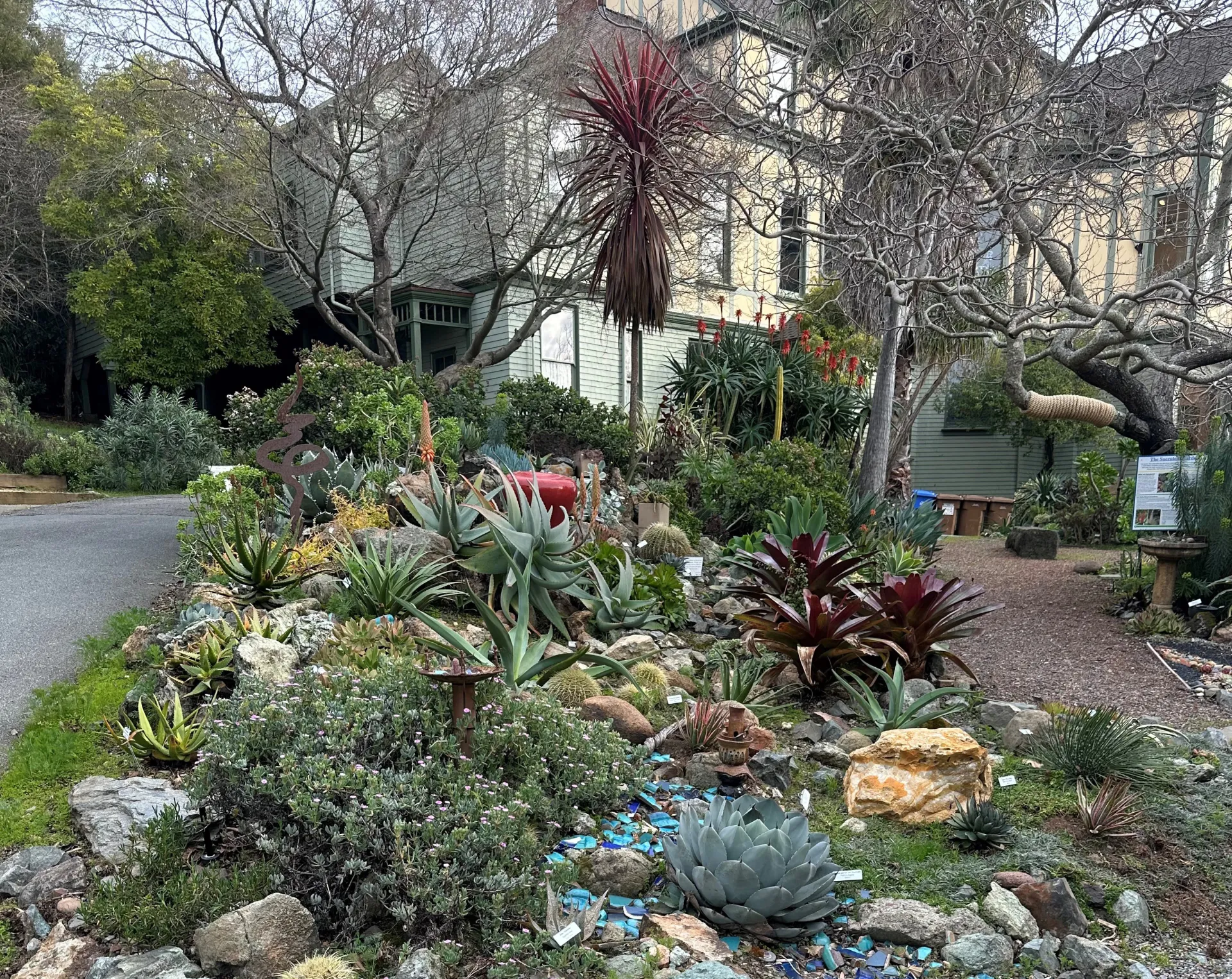 Falkirk succulents