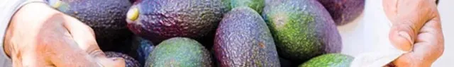 Avocados in hand.