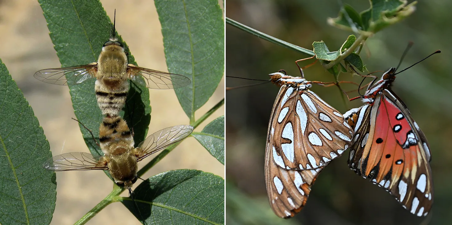 Bee flies and Gulf Fritillary butterflies "keeping busy." The bee fly image is by Greg Kareofelas and the butterfly image by Kathy Keatley Garvey