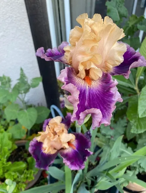 purple and tan colored iris flowers