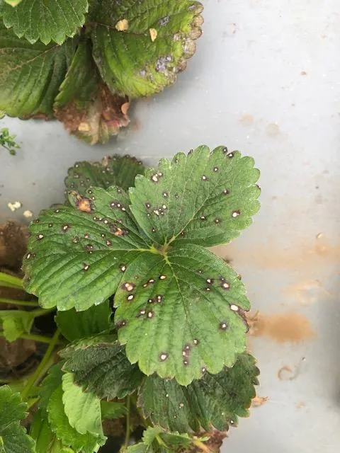 leaf spot