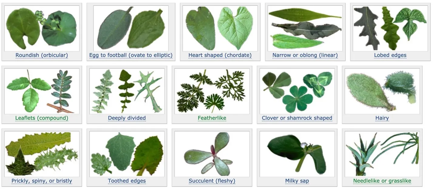 Samples of weeds