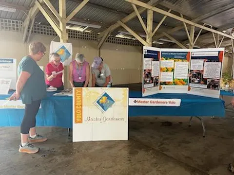 Yolo County Fair 2022