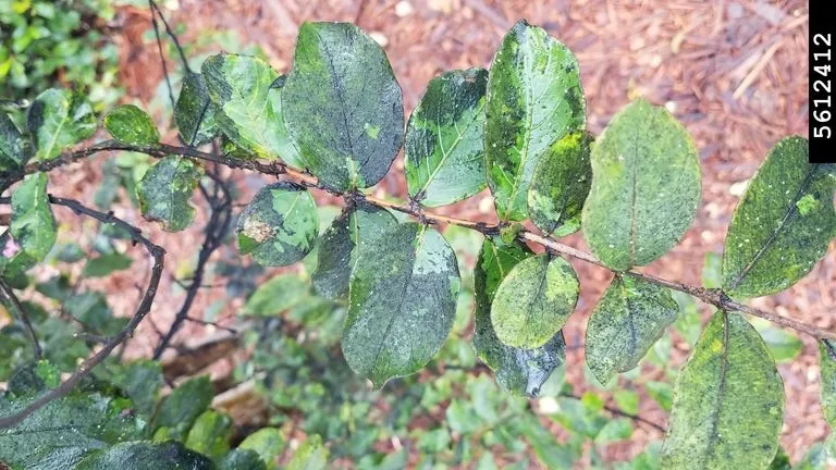 Crape Myrtle leaves with sooty mold