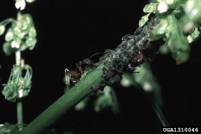 Two ants are tending black aphids on a plant stem 