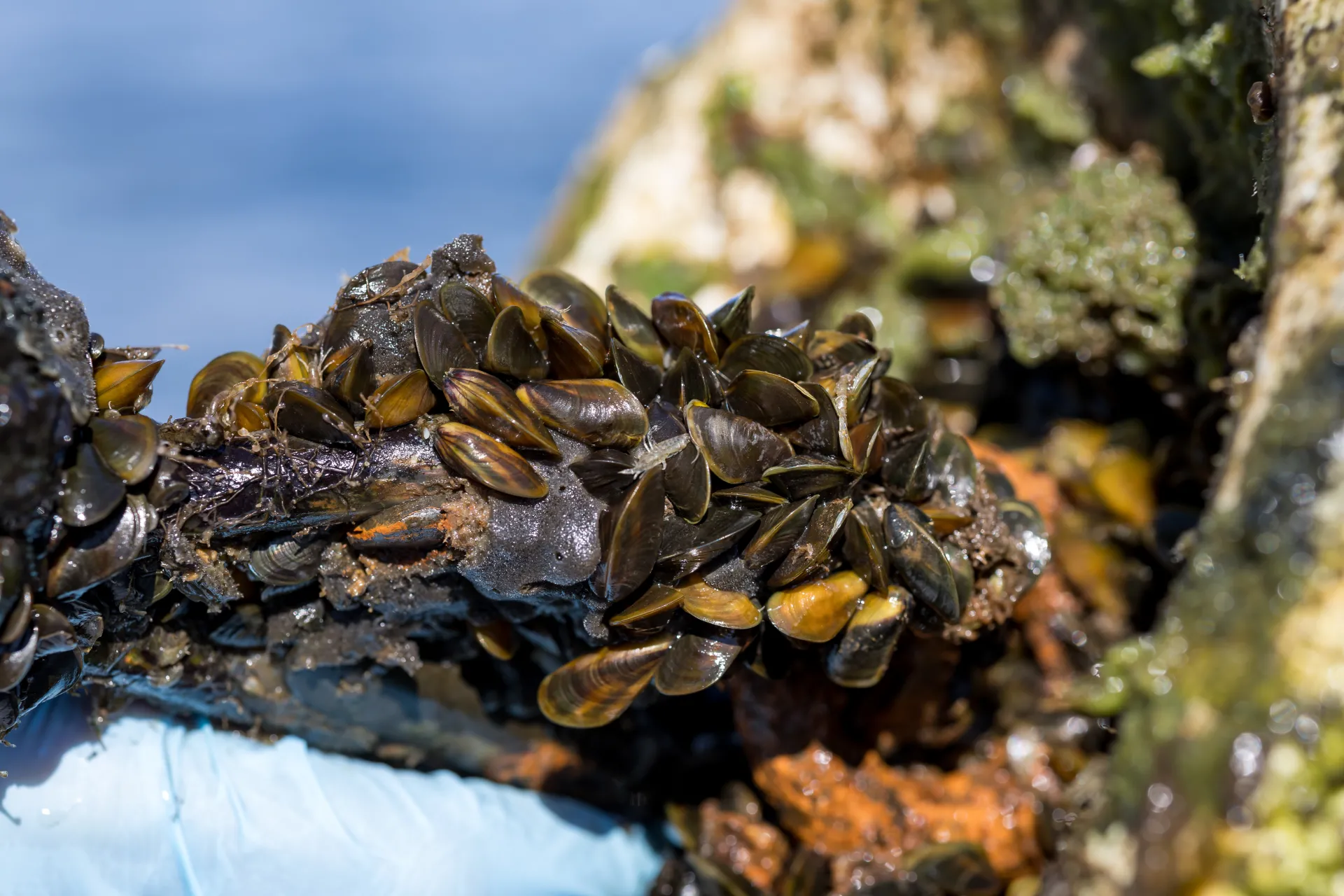 A cluster of dark brown and gold striped mussels clinging to metal pipe.