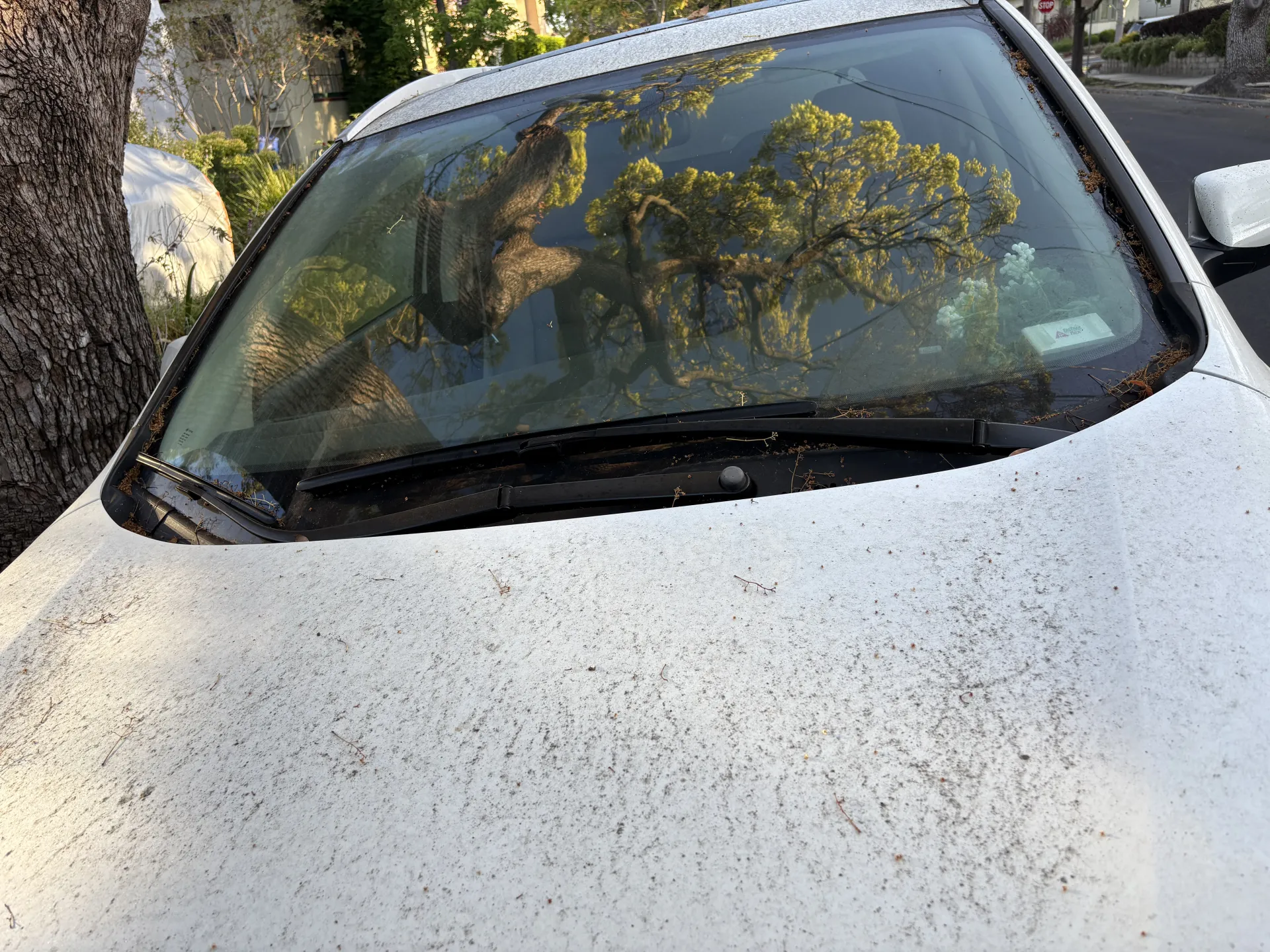 Sooty mold growing on the honeydew on the horizontal surfaces of car (roof, hood, side mirrors)