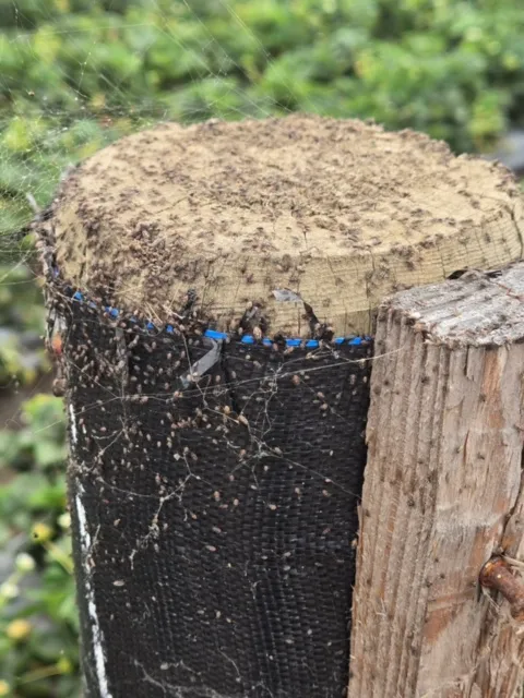 chinch bugs on post