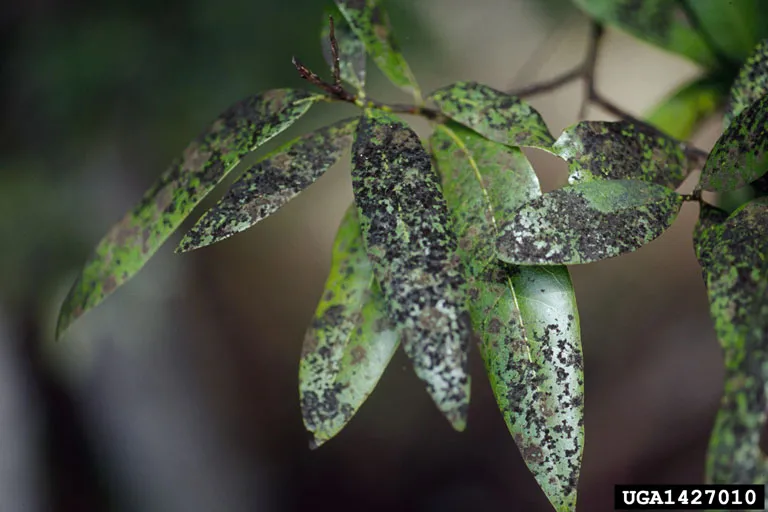 Clumps of sooty mold on top of laurel leaves that look black and fuzzy.