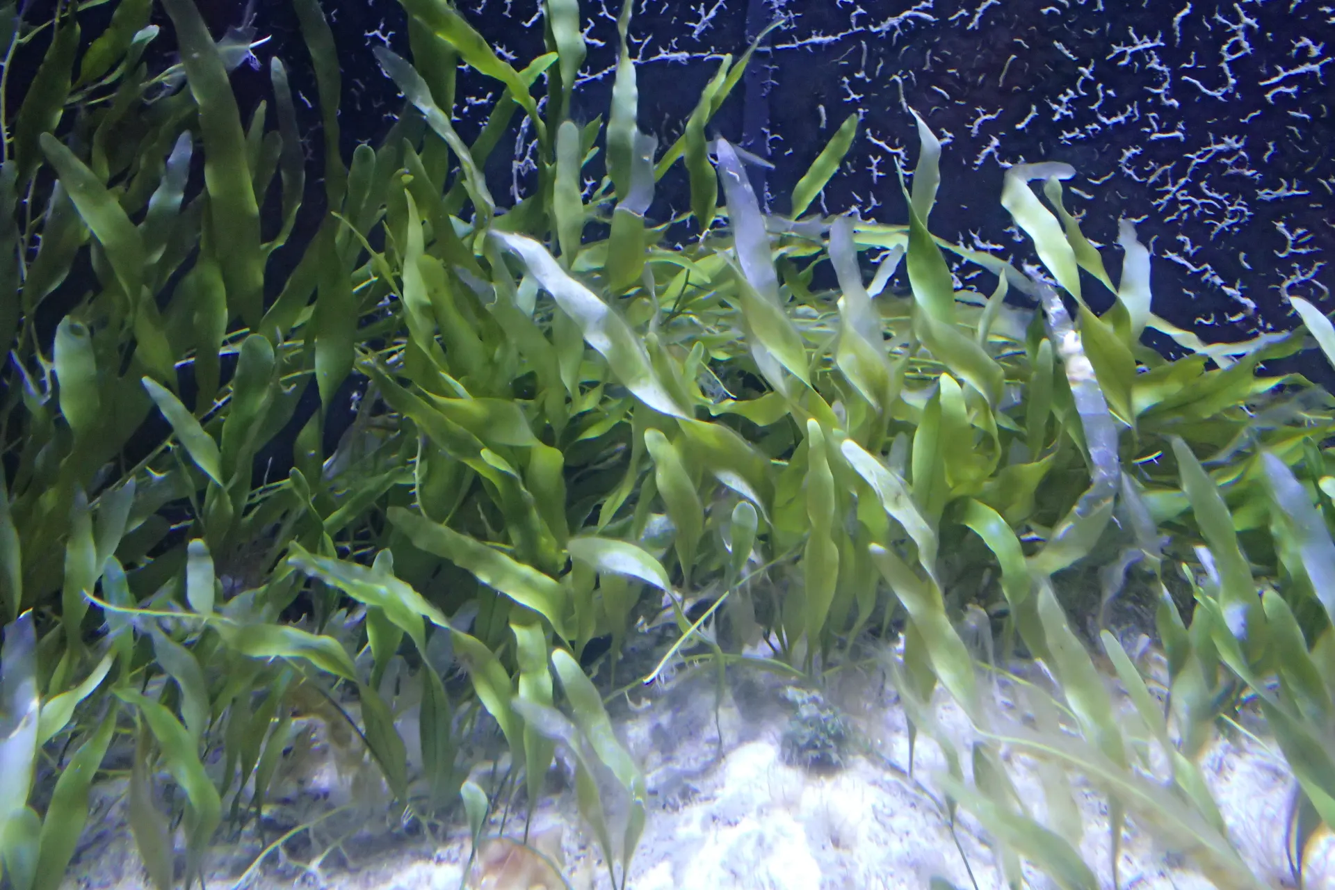 Bright green flat leaf blades of algae standing from the ground under water.