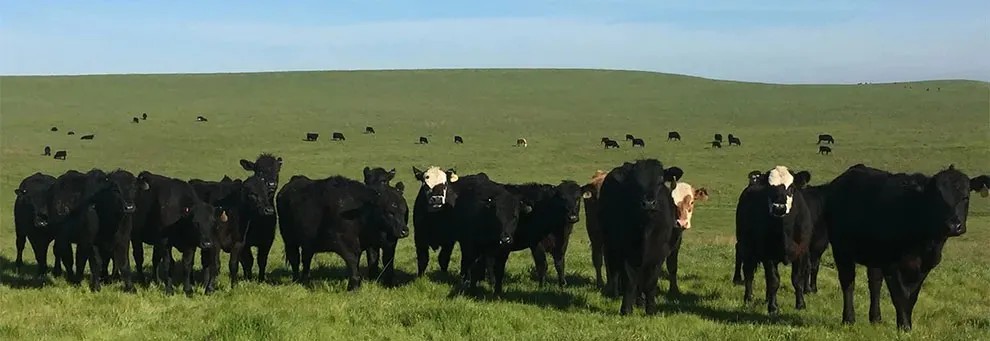 Cows in Field