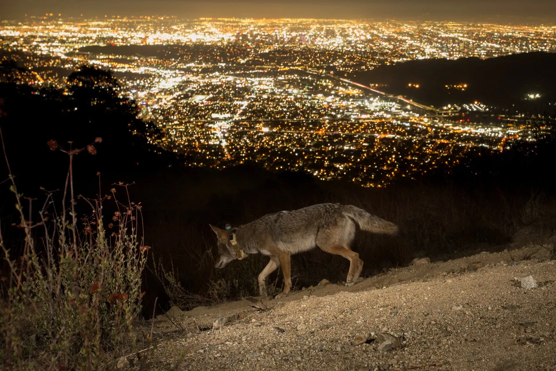 Un coyote que porta un collar con rastreador por las montañas de Los Angeles