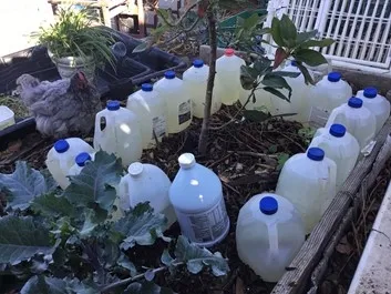 An avocado tree is surrounded by about a dozen milk jugs filled with collected water