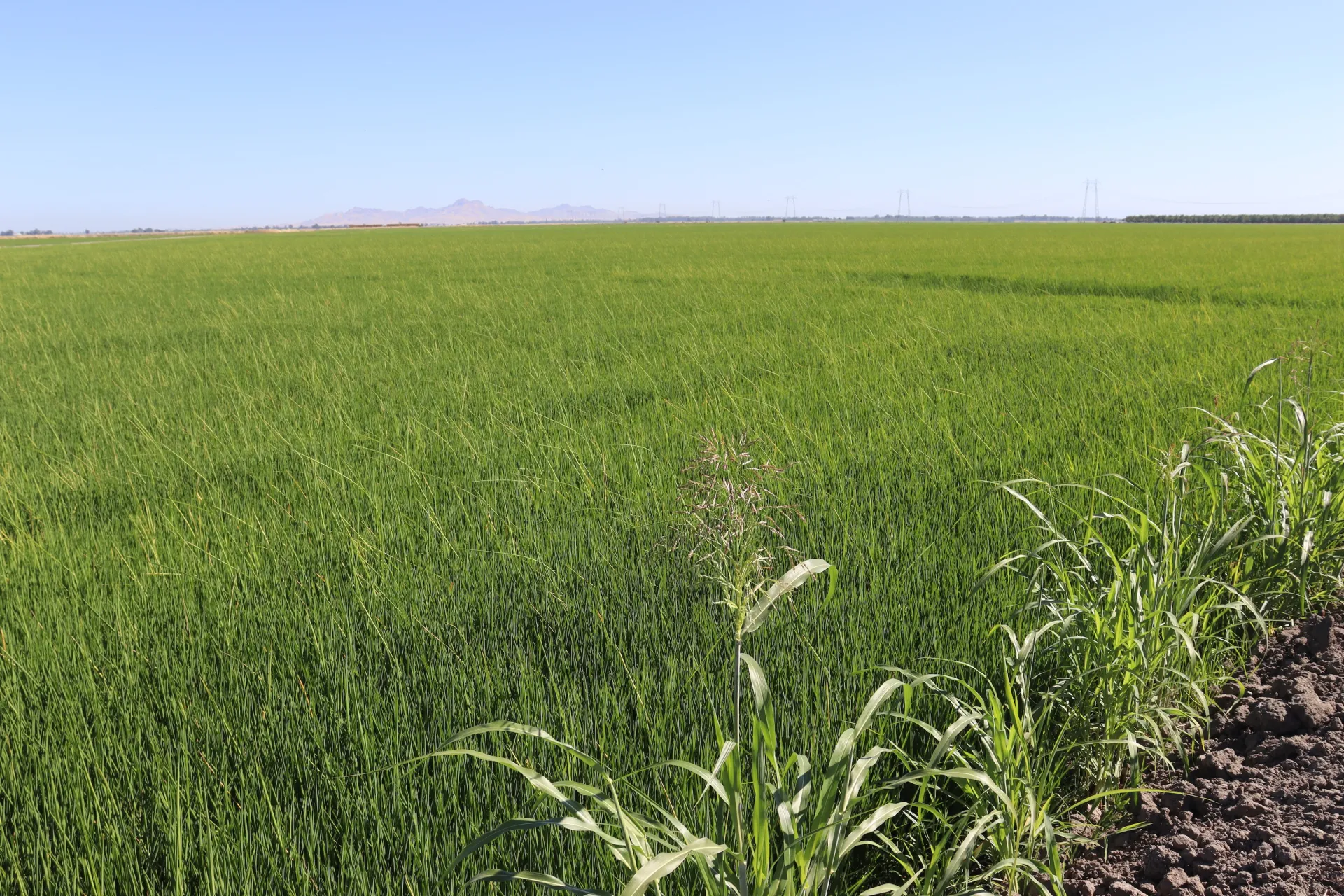 Bakanae field