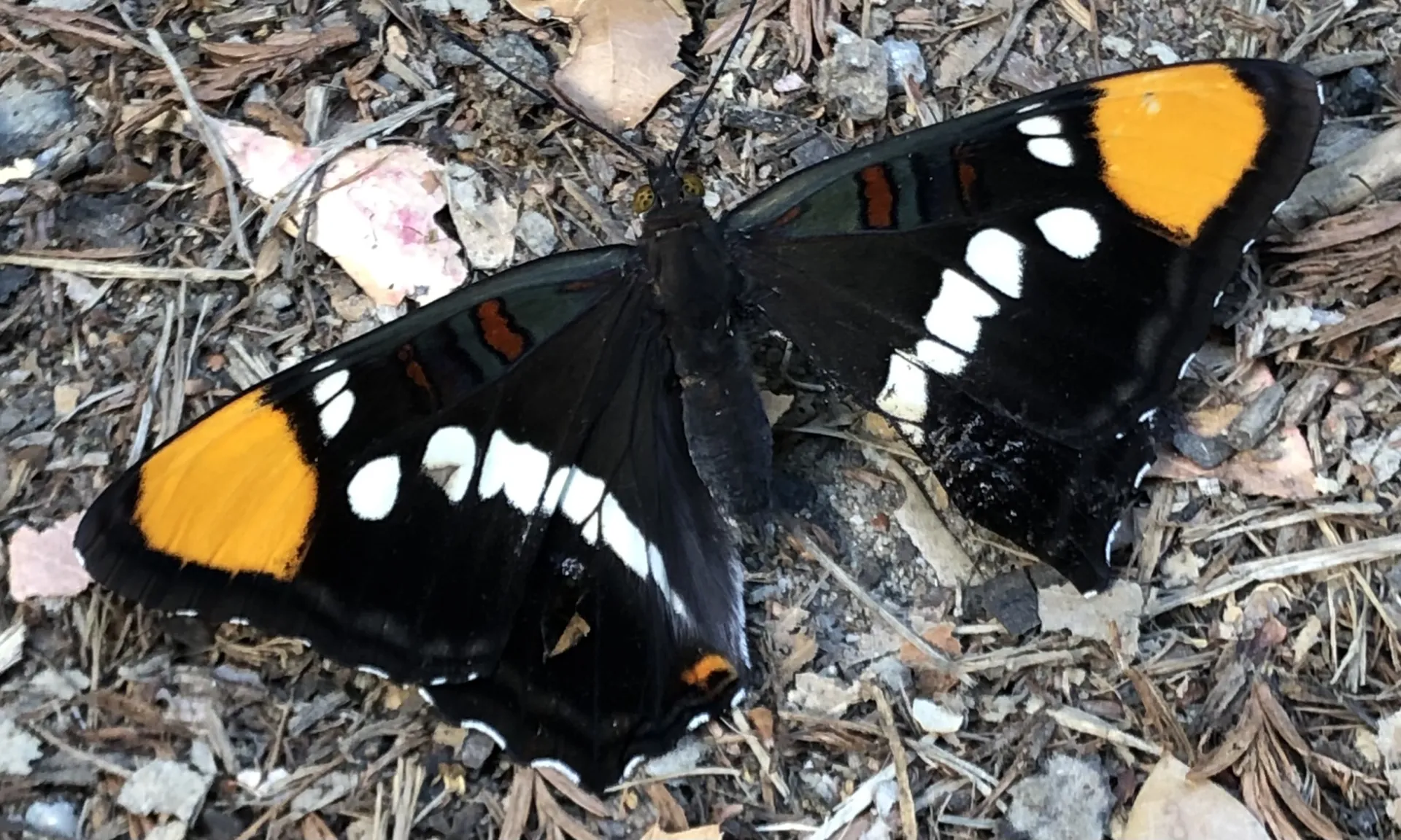 Adelpha californica, California Sister Butterfly is dark brown with white spots and orange patches