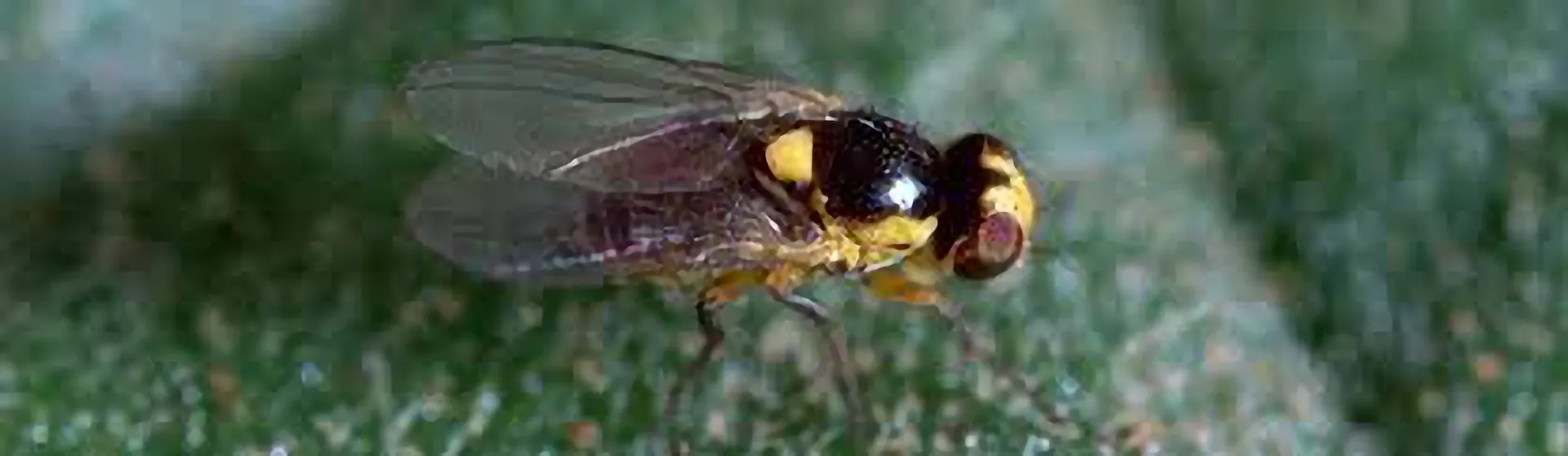 American serpentine leaf miner