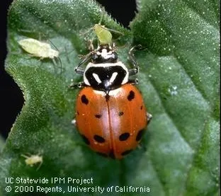 Photo UC Statewide IPM Project