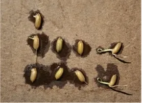 Seedlings