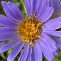 ster chilensis ‘Purple Haze’