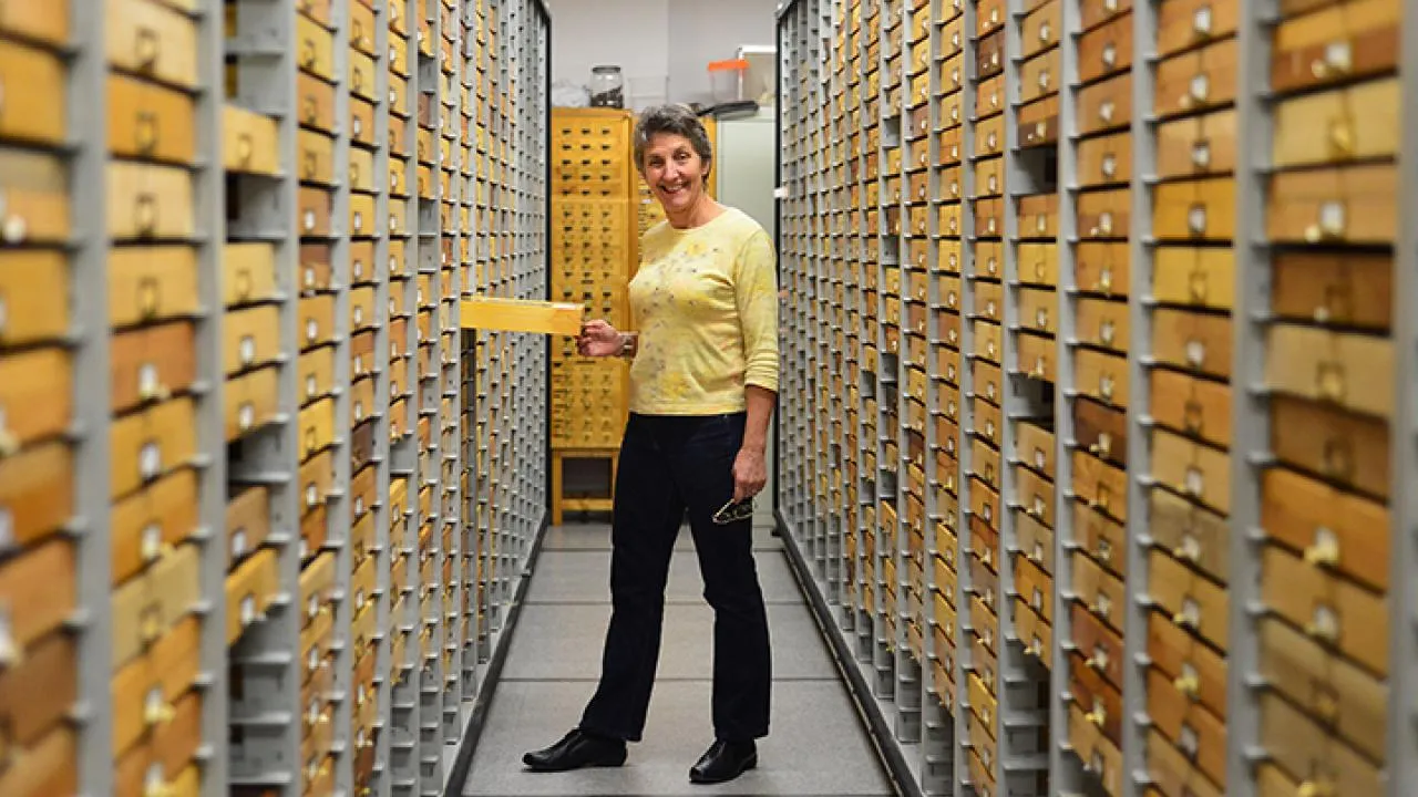 UC Davis Distinguished Professor Emerita Lynn Kimsey at the Bohart Museum of Entomology (Photo by Kathy Keatley Garvey)