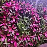 bromeliad