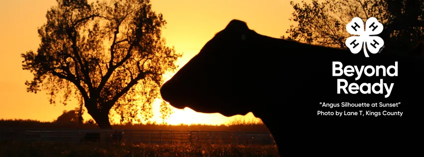Photo by Lane Toledo titles Angus Silhouette at Sunset