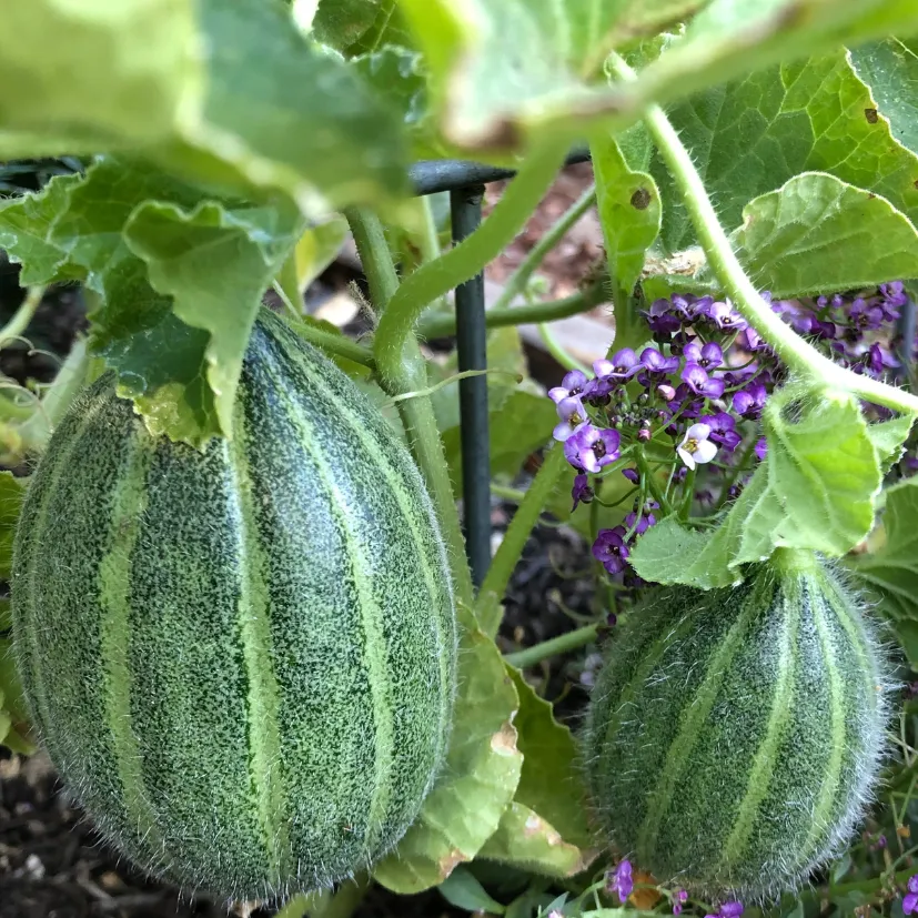 A close-up view of two growing melons