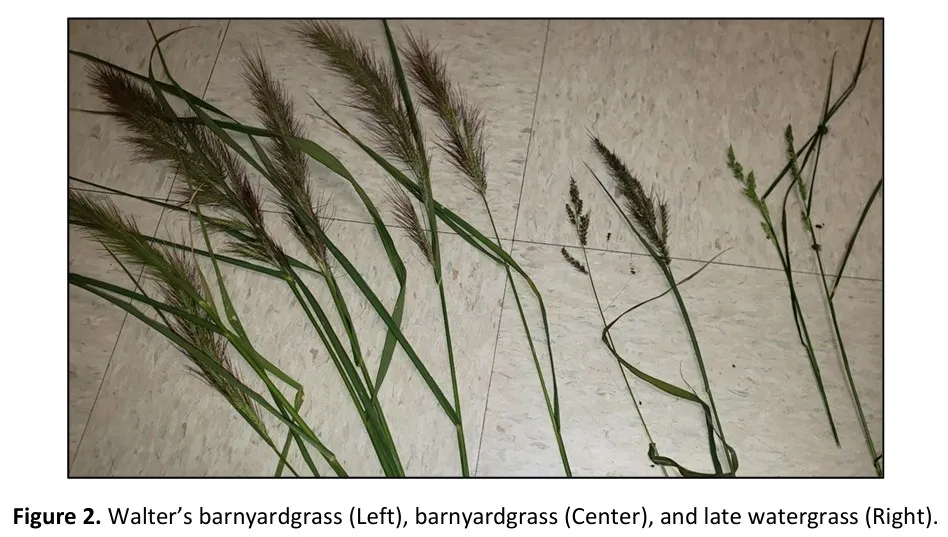 watergrasses