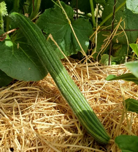 Cucumber