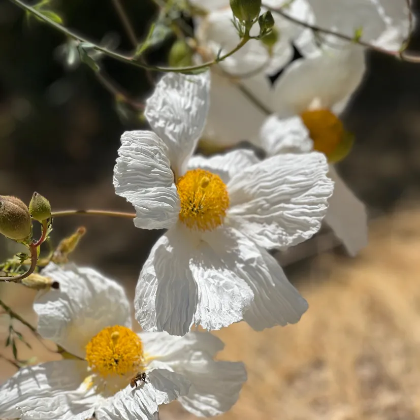 Matijila poppies