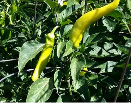 Peppers