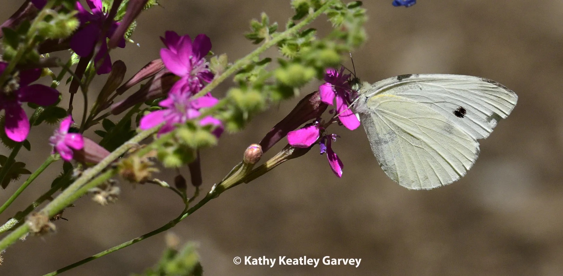 Cabbage white butterfly, Pieris rapae. (Photo by Kathy Keatley Garvey)