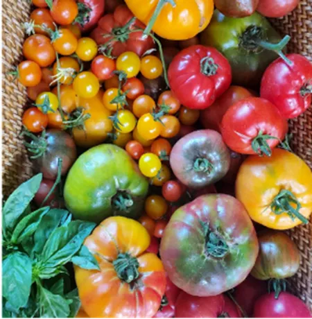 Tomatoes