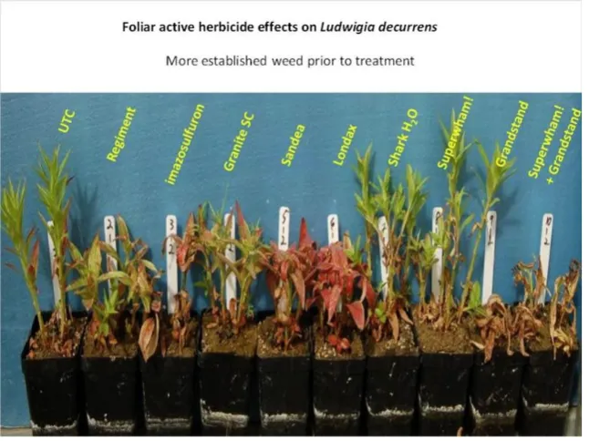Foliar herbs