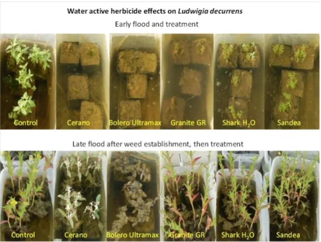 water herbs