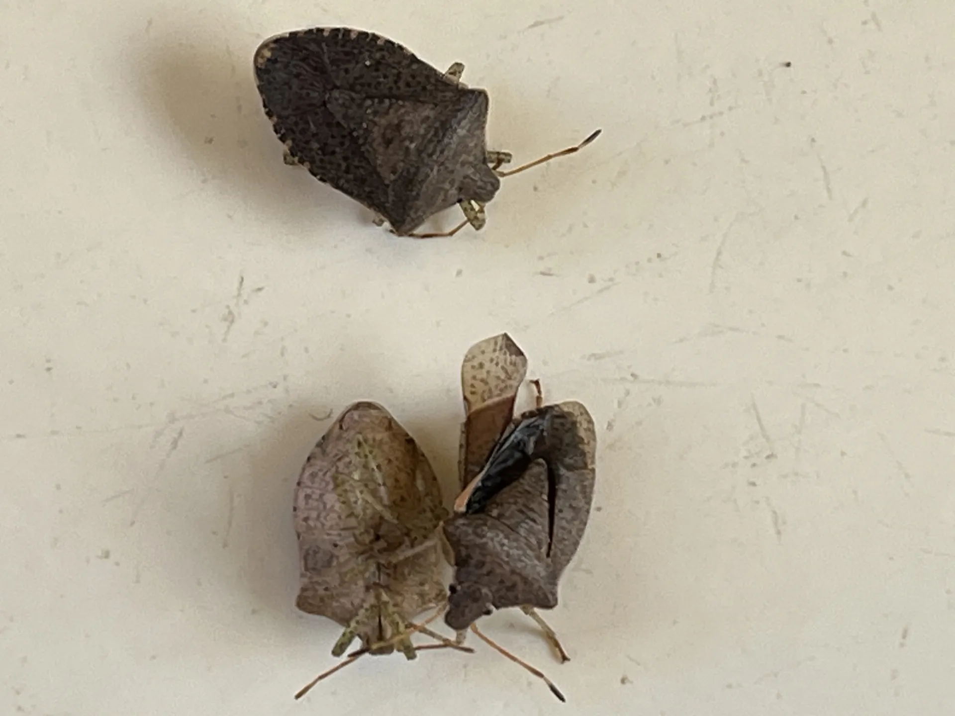 stink bug up close