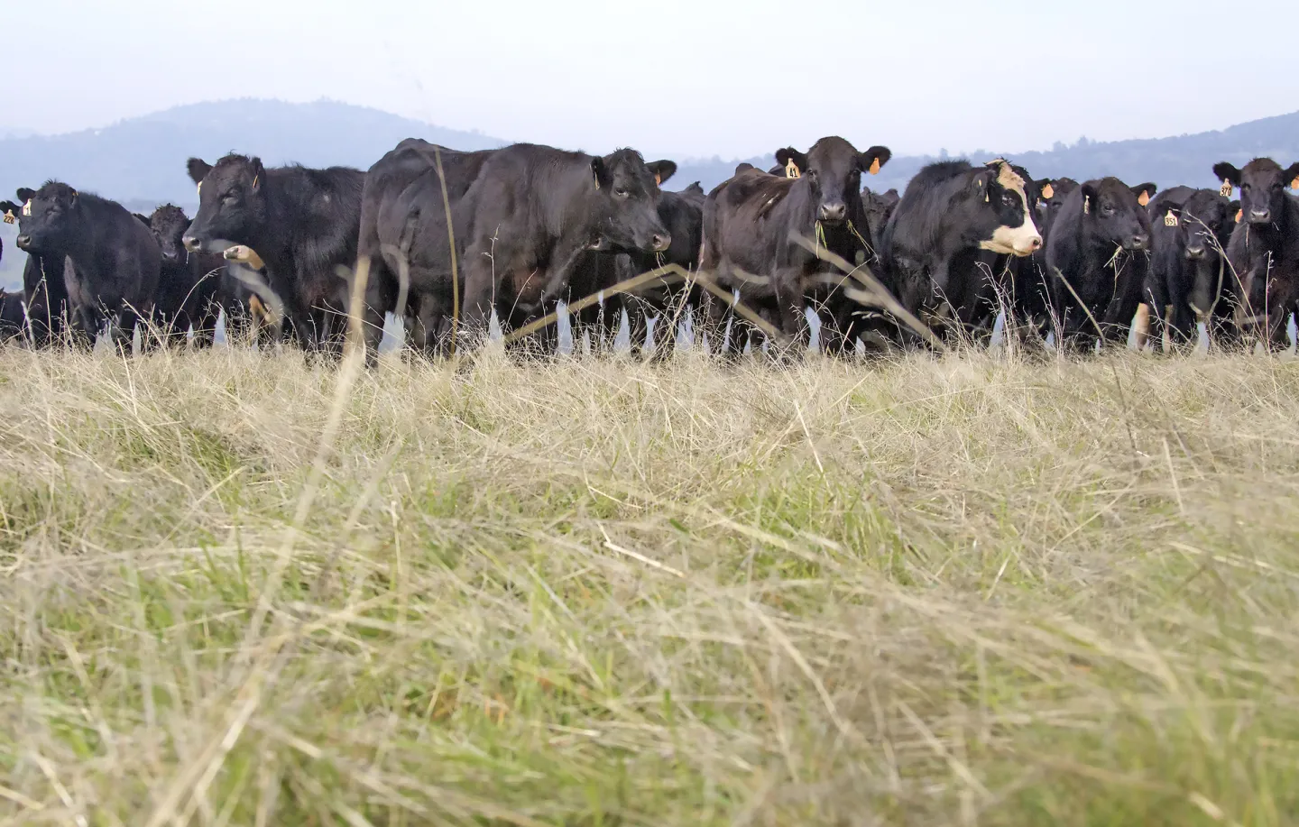 Angus grazing