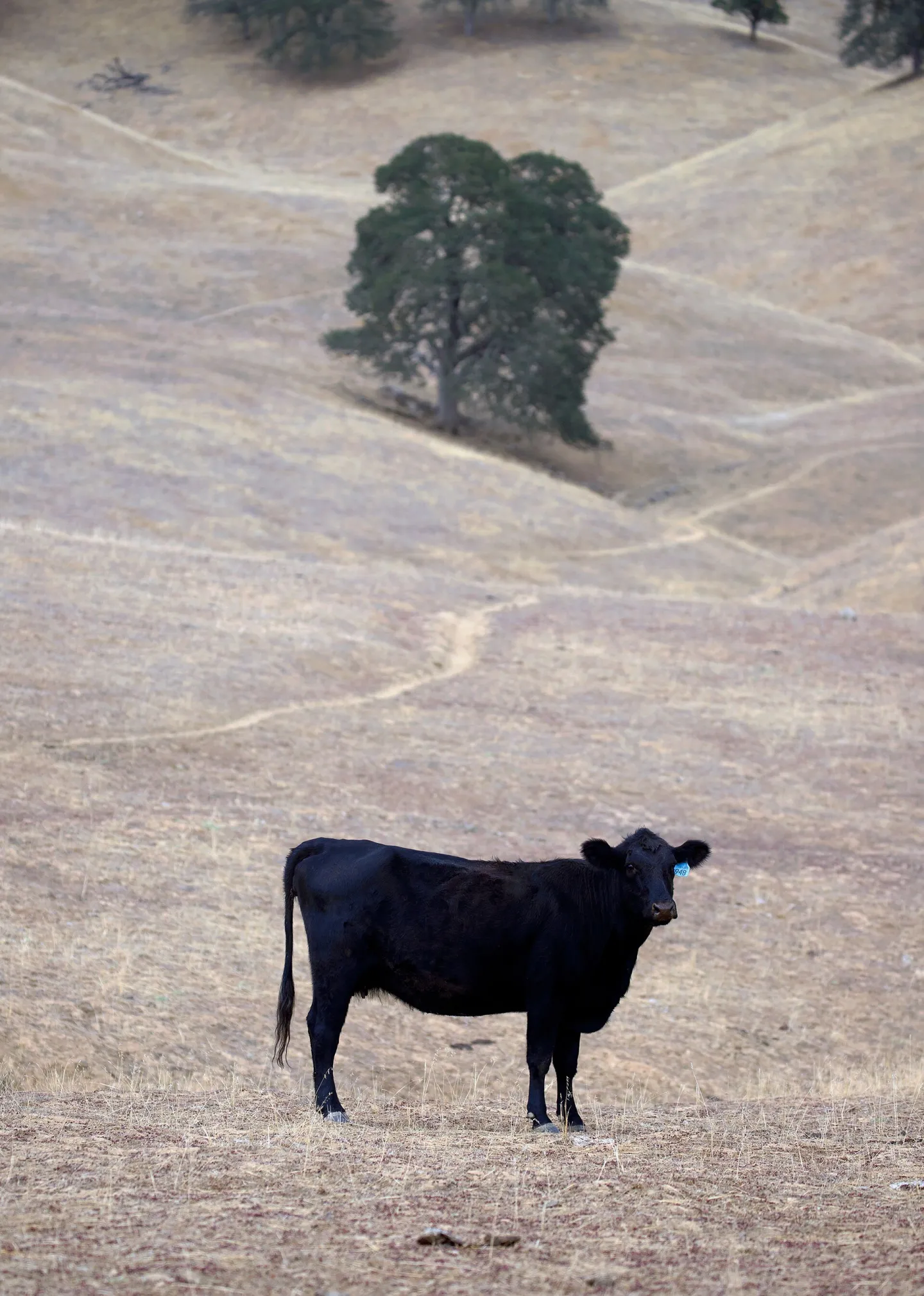 cows grazing
