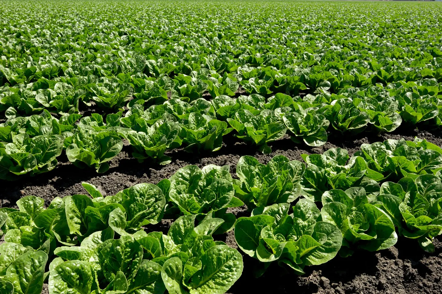 Lettuce