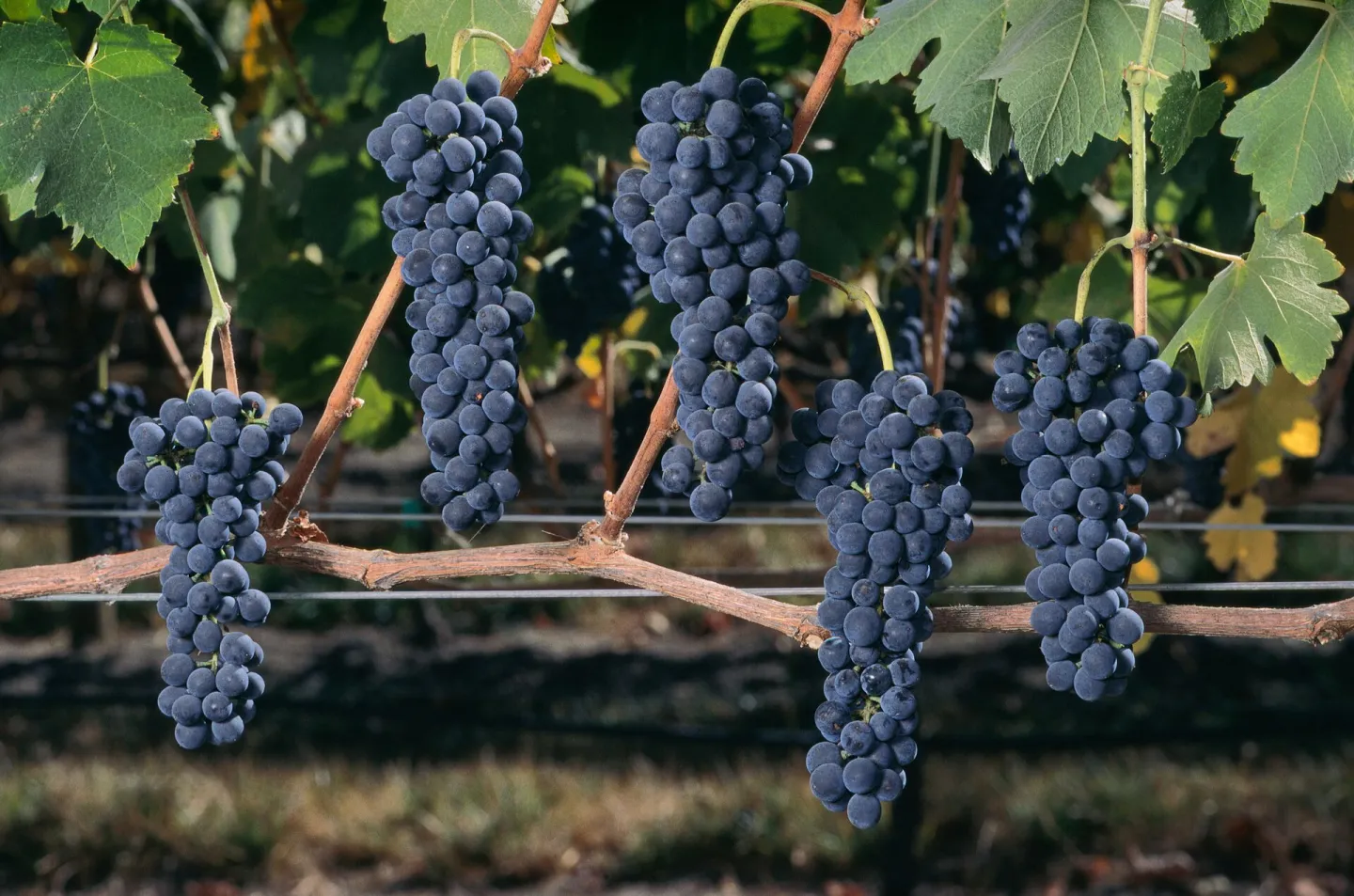 Grape Harvest