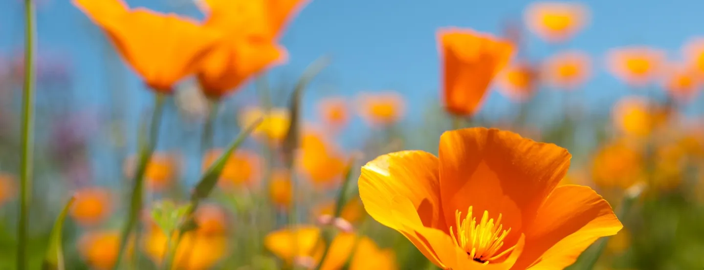 California Poppies